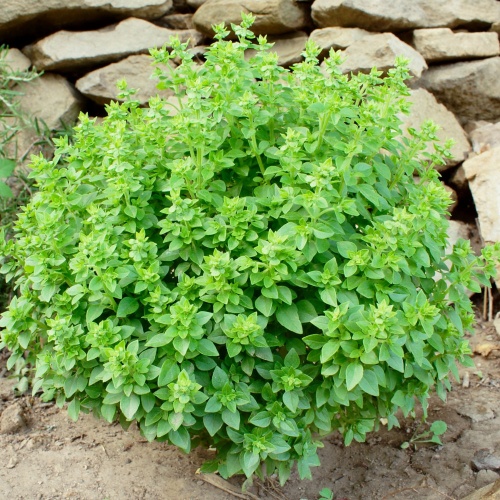 Basil Seeds - Greek